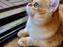 -爱侣宠医·鹦鹉专科·小型哺乳类·异宠专科(灵石路店)