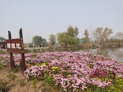 -池杉湖湿地公园