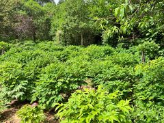 -洛阳郁金香牡丹园