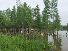 -白鹭湾湿地公园