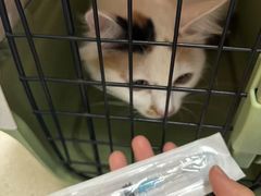 -顺强宠物诊所·狂犬免疫·夜诊·骨科(嘉定店)