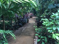 -北京呀路古热带植物园