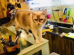 -猫色咖啡·猫咖