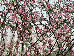 -径山花海