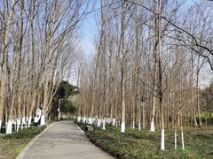 -桤木河湿地公园