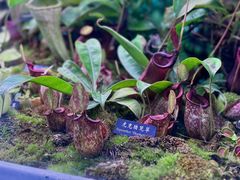 -中国科学院西双版纳热带植物园