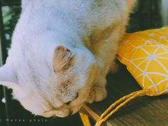 -喵屿·大理花园猫咖