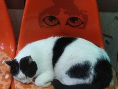 -猫咪博物馆(顶澳仔猫街店)