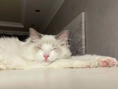 -猫大福·Fortune Cat猫舍(百子湾店)