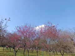 -天适樱花悠乐园