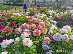 -莲花池公园