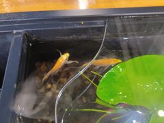 -红糖水都·女生特炖·中式滋补炖(北辰店)
