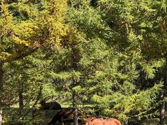 -苏木山森林公园