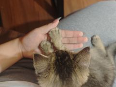 -楼上猫咖(罗湖店)