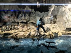 -帝企鹅自助餐厅•儿童岛•真企鹅(长隆企鹅酒店)