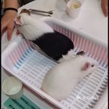 38元和小动物亲密接触