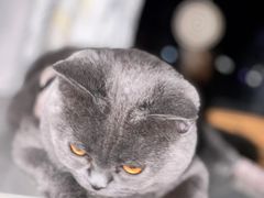 -喵zoo家庭繁育猫舍(尖东智能花园店)
