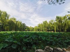 -莲湖公园
