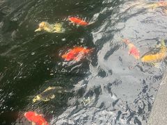-华庭苑农家乐(旺山店)