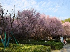 -桐乡植物园