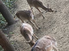 -合肥野生动物园