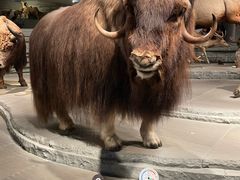 -Behring World of Animals(上海自然博物馆店)