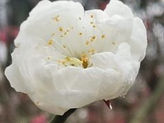 -桃花涧