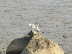 -深圳湾公园(南山区)