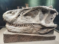 -自贡恐龙博物馆