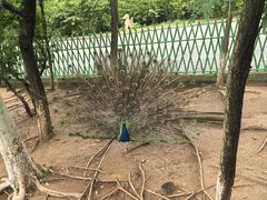 -西霞口神雕山野生动物世界