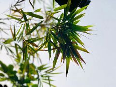 -香园自助小火锅