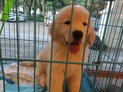 -瑞派康怡24h宠物医院·犬猫医疗中心·微创绝育(瑞景分院)