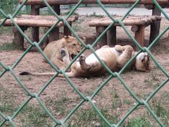 -鄂尔多斯野生动物园