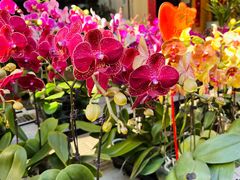 -溪岸路花鸟市场