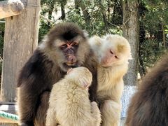 -西霞口神雕山野生动物世界