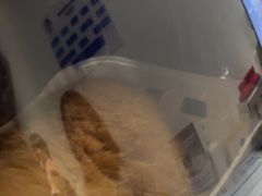 -北京派仕佳德动物医院·超导核磁·CT·神经科·骨科·内外科·急重症管理中心