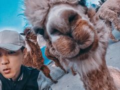 -西霞口神雕山野生动物世界