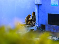 -西霞口神雕山野生动物世界