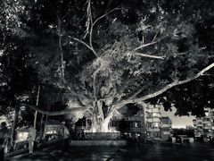 -狐尾山公园