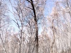 -塞罕坝国家级自然保护区