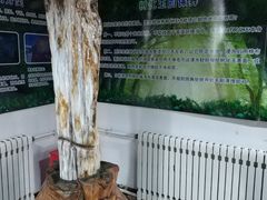 -石家庄市植物园