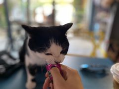 -喵屿·大理花园猫咖