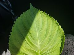 -香猪坊(五道口店)