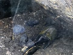 -上海大自然野生昆虫馆(东方明珠·爬宠昆虫探索中心)