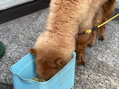 -1013 PET SHOP 宠物商店(近铁城市广场店)