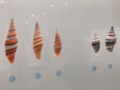 -青岛贝壳博物馆