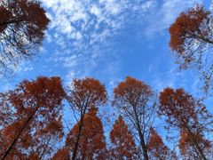 -黄海国家森林公园