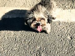 -华中科技大学同济医学院附属同济医院(汉口院区)