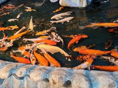 -泉州海丝野生动物世界