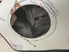 -瑞派·关忠动物医院·猫专科·犬专科(三环新城店)